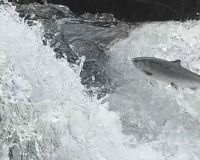 ��������֮�ⶳ������